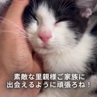 なでられている子猫