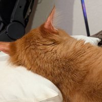 枕を使っている茶トラの後ろ頭のアップ