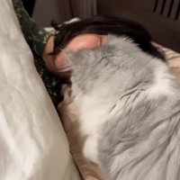 寝ている人の顔の匂いを嗅いでいる猫