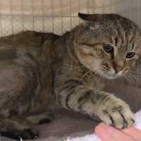 パンチするたこやきくん