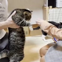 男性に抱っこされる猫