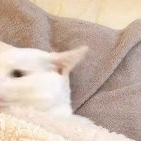 顔をそむける猫