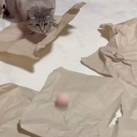 ボールを狙う猫