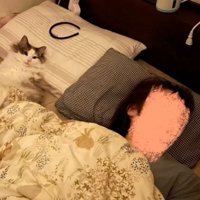 ベッドにいる猫