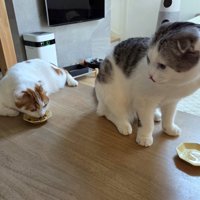 食事中の2匹の猫