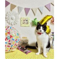 室内にいる猫