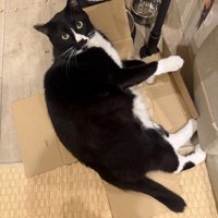 段ボールの上の白黒猫