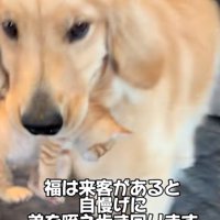 口に子猫をくわえる大型犬