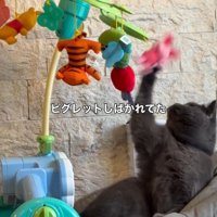 メリーで遊ぶ猫