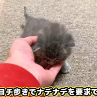 なでられている子猫