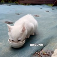 裏庭でご飯を食べる子猫