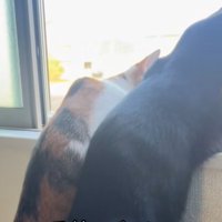 窓の外を見る二匹の猫（胴体から上のみ）