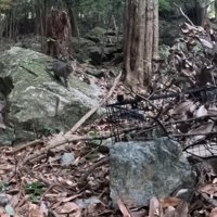 捕獲器を設置した場所に来る猫