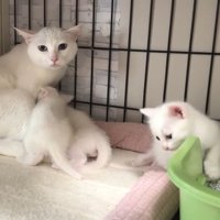 帰宅した子猫たち