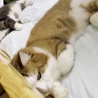 ベッドに寝転がっている猫