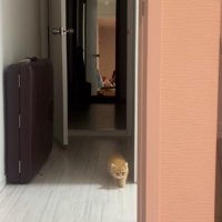少しずつ近づいてくる子猫