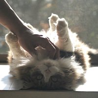 飼い主にあごをなでられる猫