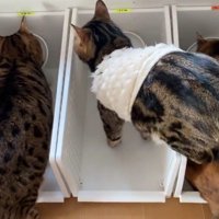 ごはんを食べる猫