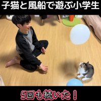 座って落ちる風船を見る子猫