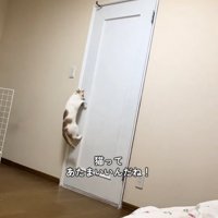 ドアノブに掴まる猫