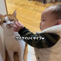 左手で猫の髭を触ろうとする赤ちゃん（グイグイいくタイプｗ）