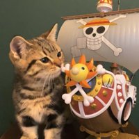 船の模型の匂いを嗅いでいる子猫