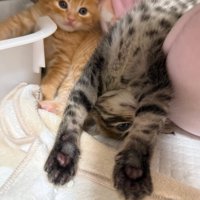 仰向けで眠る子猫