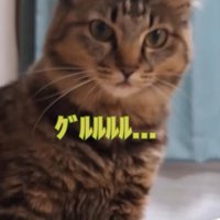 唸り声を出す猫