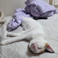 爆睡する猫