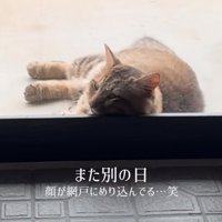 玄関にもたれかかる猫