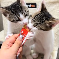 おやつを食べる2匹の猫