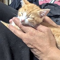 両手で支えてもらってすっかり気持ちよくなって眠り始める子猫