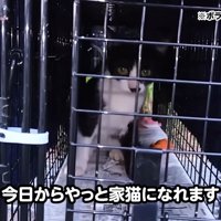 捕獲器の中にいる子猫