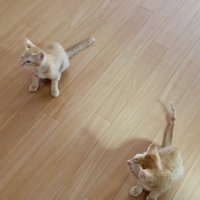 フローリングの上で鳴く子猫を心配そうに見る子猫