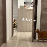 前を向いて歩く猫