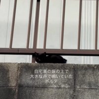 塀の上の子猫