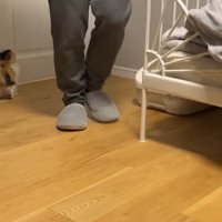 ドアの前に立つ子猫とベッドの方に戻る人の足
