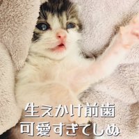 毛布の上で仰向けに寝る赤ちゃん猫