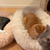 たくさんの猫たち