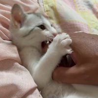 人の手に噛みつく子猫の横顔