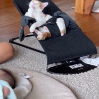 バウンサーに乗る猫