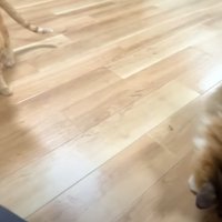 下を向いている猫と隣で見ている茶トラ猫