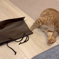 毛づくろい