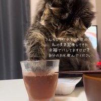 麦茶に手を突っ込む猫