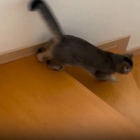 駆けだす猫