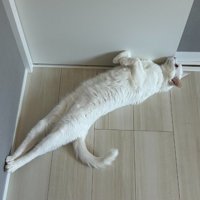 伸びる白猫（アップ）