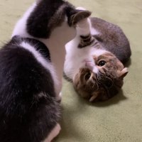 子猫に猫パンチをする成猫