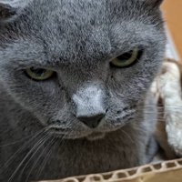 睨み顔