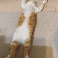 同じ体勢を保ち続ける猫