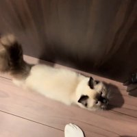 見上げる猫